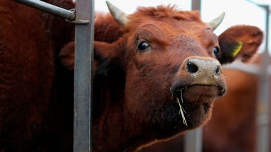 Фото - Правительство Новой Зеландии предложило облагать налогом коровью отрыжку и мочу
